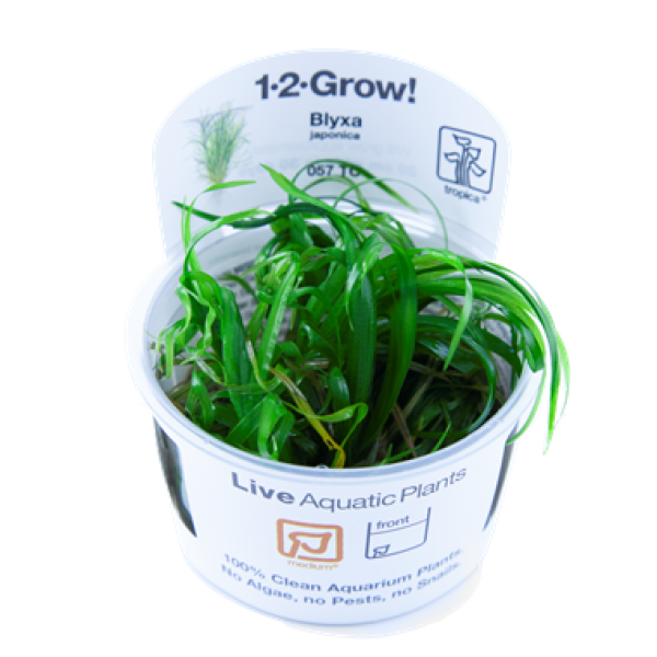 Blyxa japonica/ Japanisches Fadenkraut